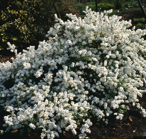 The Bride cultivar of pearl bush
